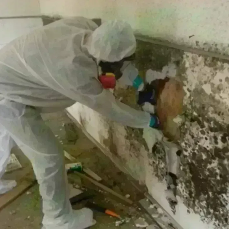 Best Mold Remediation and Removal Service in National Harbor, MD